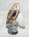 Picture of Barn Owl