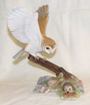 Picture of Barn Owl