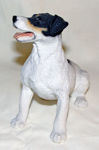 Picture of Dog - Jack Russell