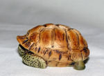 Picture of Turtle in shell