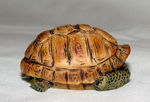 Picture of Turtle in shell
