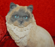 Picture of himalayan